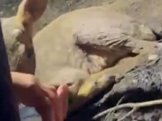 Çanakkale'de, yangın bölgesinde yaralı ceylana elleriyle su verdi