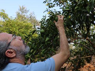 Adana'da kuraklık narenciye bahçelerini tehdit ediyor