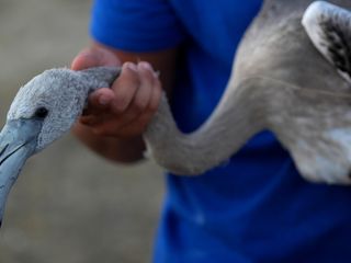 İzmir'deki 650 yavru flamingo halkalandı