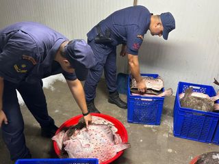 Zonguldak'ta kaçak avlanan 114 kalkan balığı ele geçirildi