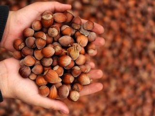 Ticaret borsalarında 11 ayda 637 bin 879 tonluk fındık işlem gördü
