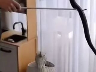 Avustralya'da oyuncak sepetinden yılan çıktı