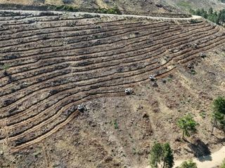 Denizli'de yanan bölgeleri ağaçlandırma çalışmaları sürüyor
