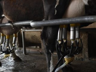 TÜİK açıkladı! Toplanan inek sütü miktarı haziranda arttı