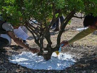 Kilosu 15 bin TL’ye satılıyor! Dünyada bir tek Türkiye ve Yunanistan’da yetişiyor