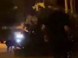Adana'da Çukurova Üniversitesi'nde ilginç anlar: Okula giren domuzları havlayarak kovaladı