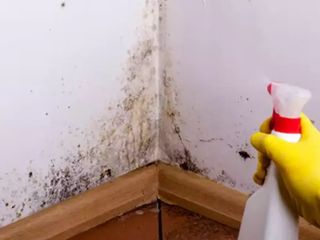 Evdeki küf kokusu nasıl yok edilir? Uzmanlardan 5 etkili doğal yöntem