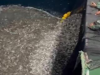 Çanakkale'de bir grup balıkçı yavru balıkları denize geri saldı