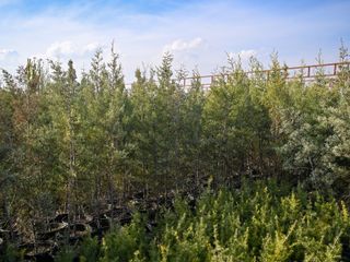 'Yeşil Vatan Seferberliği' 11 Kasım’da başlıyor: Hedef 15 milyon fidan