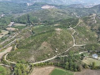 Muğla'da 6 yıl önce dikilen fidanlar ormana dönüştü