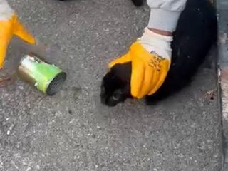 Muğla'da başı konserve kutusuna sıkışan kedi kurtarıldı