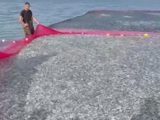 İznik Gölü’nde rekor av: 5 balıkçı tek seferde 21 ton gümüş balığı yakaladı