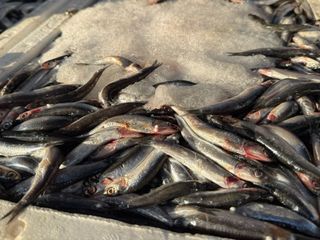 Iğdır’da hamsi, 3 kilogramı 100 liradan satılınca kasa kasa tükendi