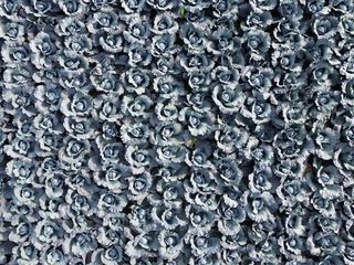 Samsun'un Bafra Ovası'nda kırmızı lahana hasadı