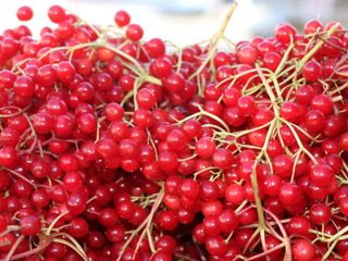 Erzincan’da şifa deposu gilaburuya ilgi arttı