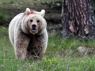 Japonya'da ayı kabusu: Emekli polis ve askerler göreve çağrıldı