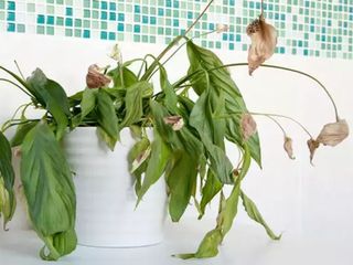 Solan bitkileri dirilten taktik; Bir tutamı yetiyor