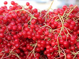 Tepelerden toplanıyor; "Gençlik iksiri" diye içiliyor! Öyle kıymetli ki...