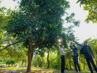 Diyarbakır'da deneme amaçlı dikilen narenciye ağaçları meyve verdi