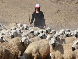 Malatya'da gıda mühendisi hibe ile başladı, sürüsünü 250 başa ulaştırdı