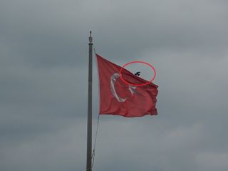 Samsun'da karganın Türk bayrağı inadı: Dakikalarca mücadele verdi