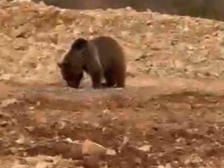 Gümüşhane'de yol kenarındaki ayıya 'hamsi' ziyafeti