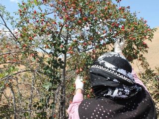 Hasadı başladı: “Her derde deva” diye biliniyor! İster reçeli, ister çayı…