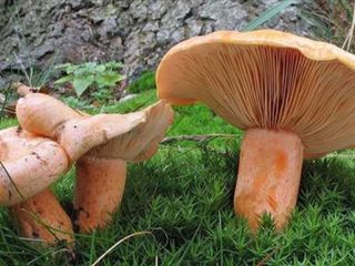 Mantardan böyle bir sıvı akıyorsa dikkat: Rengini bilin, zehirlenmeyin...