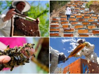 Doğu Karadeniz'in bal ihracatı 1,8 milyon doları aştı