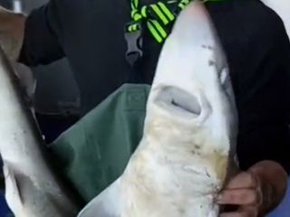 Kırklareli'de ağına takılan camgöz köpek balığını suya bıraktı