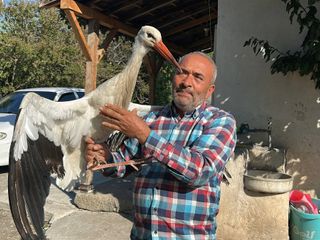 Hatay'da bulduğu leyleği tavuklarla besliyor