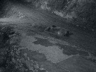 Trabzon'da mahalleliyi canından bezdiren ayı