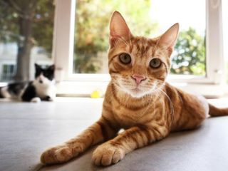 Davut Gül: İstanbul'da mamayla beslenen kediler, fare yakalayamıyor