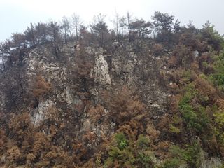 Hatay’da yangına dayanıklı ağaçlar dikilecek