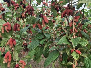 Mersin'de hasadı başlayan karadutun yüzde 70'i ihraç ediliyor