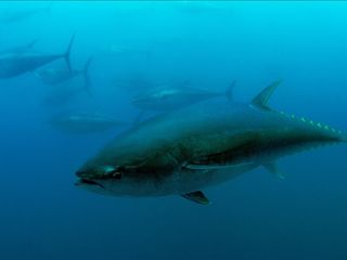 Mavi yüzgeçli orkinos kotasında yüzde 20 artış: Sektöre 400 milyon lira ek gelir