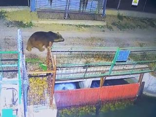 Erzincan'da ayılar kış uykusuna hasret kaldı