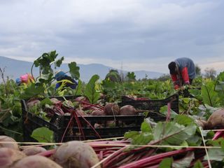 İzmir'de kırmızı elmas mesaisi