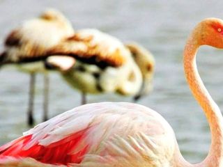 Mersin Göksu Deltası, göçmen kuşlarla doldu