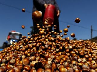 Üç aylık sürede 21 borsada, 138 bin tonu aşkın fındık işlem gördü