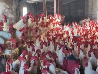 Hobiydi, iş oldu; 3 yılda bakın neler yaptı...