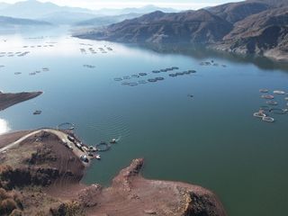 Tokat'ta barajda yetiştirilen somonlar dünya sofralarına ulaşıyor