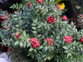 Kokina çiçeği evde nasıl bakılır? Bu detay ömrünü uzatıyor…