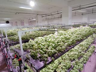 Batman'a eksi birinci katta 30 milyonluk "dikey tarım serası"