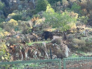 Marmaris'te domuz sorunu giderek büyüyor: Bu defa mezarlıklara dadandılar