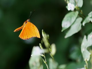 Konya’da Şebiarus Haftası için Tropikal Kelebek Bahçesi hazır
