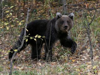 Japonya'da ayı saldırıları 230'a ulaşarak rekor kırdı