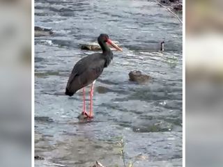 Nadir görülen kara leylek Karabük'te objektiflere takıldı