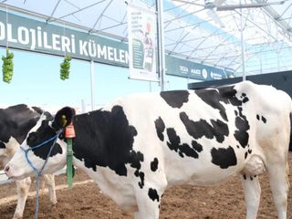 Küpeli Çoban Furkan'ın hedefi: 100 başlık otonom çiftlik kurmak