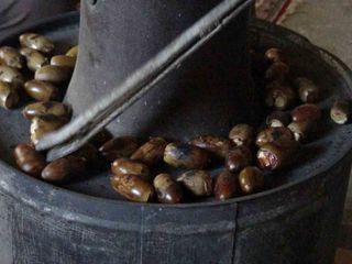 Kestaneyi aratmıyor: Doğu'nun çerezi, kışın vazgeçilmezi...